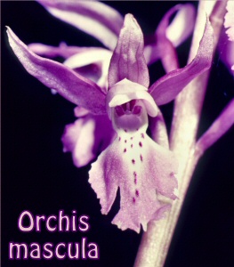 Orchis mascula